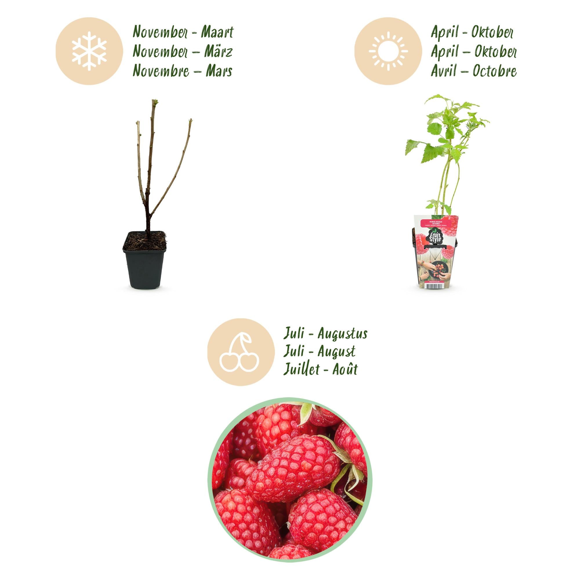 Framboos - Rubus idaeus Heritage - Winterhard - 6 Planten - Pot 9 cm - Rode Framboos