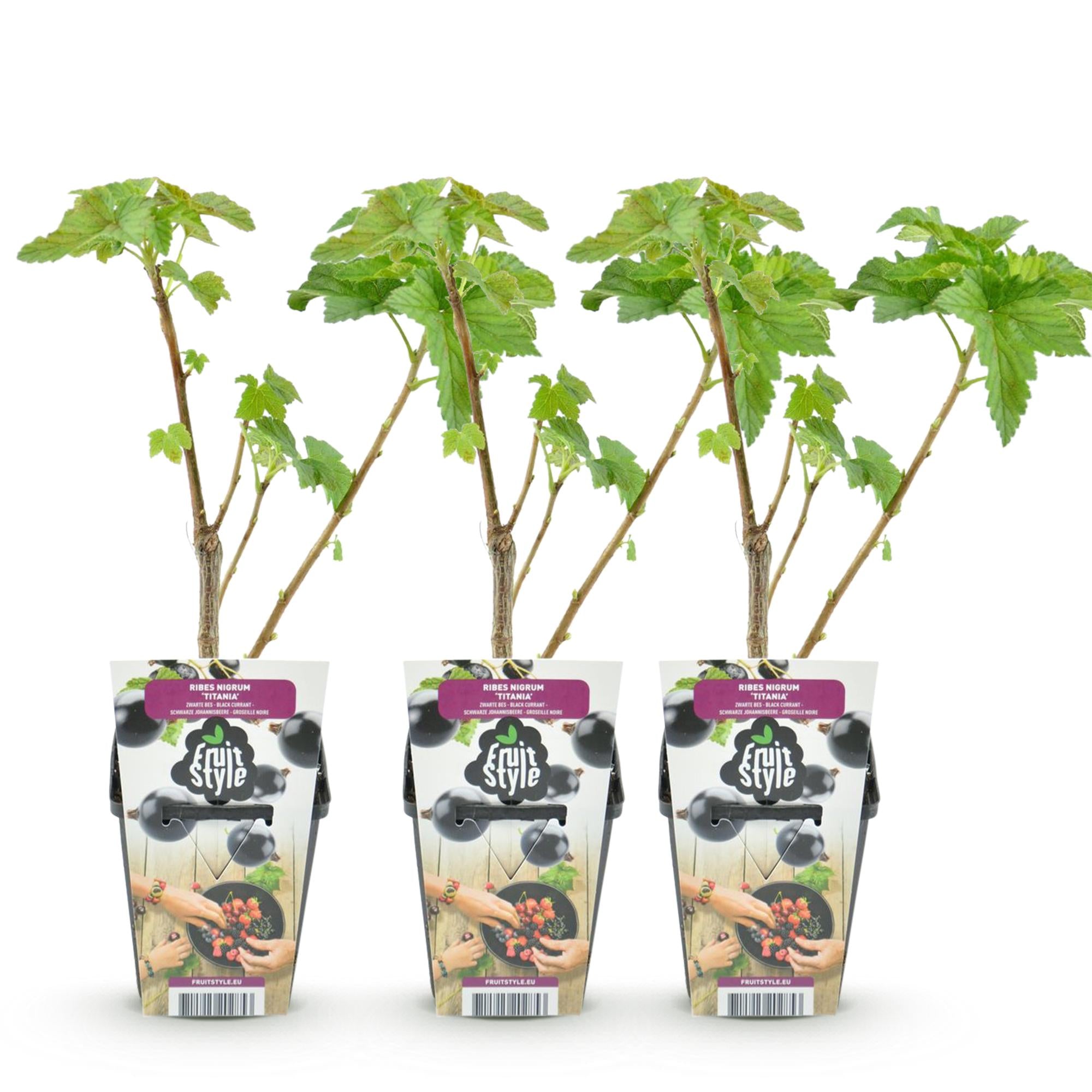 Zwarte Bes - Ribes nigrum Titania - Winterhard - 3 Planten - Pot 9 cm - Zwarte Bes