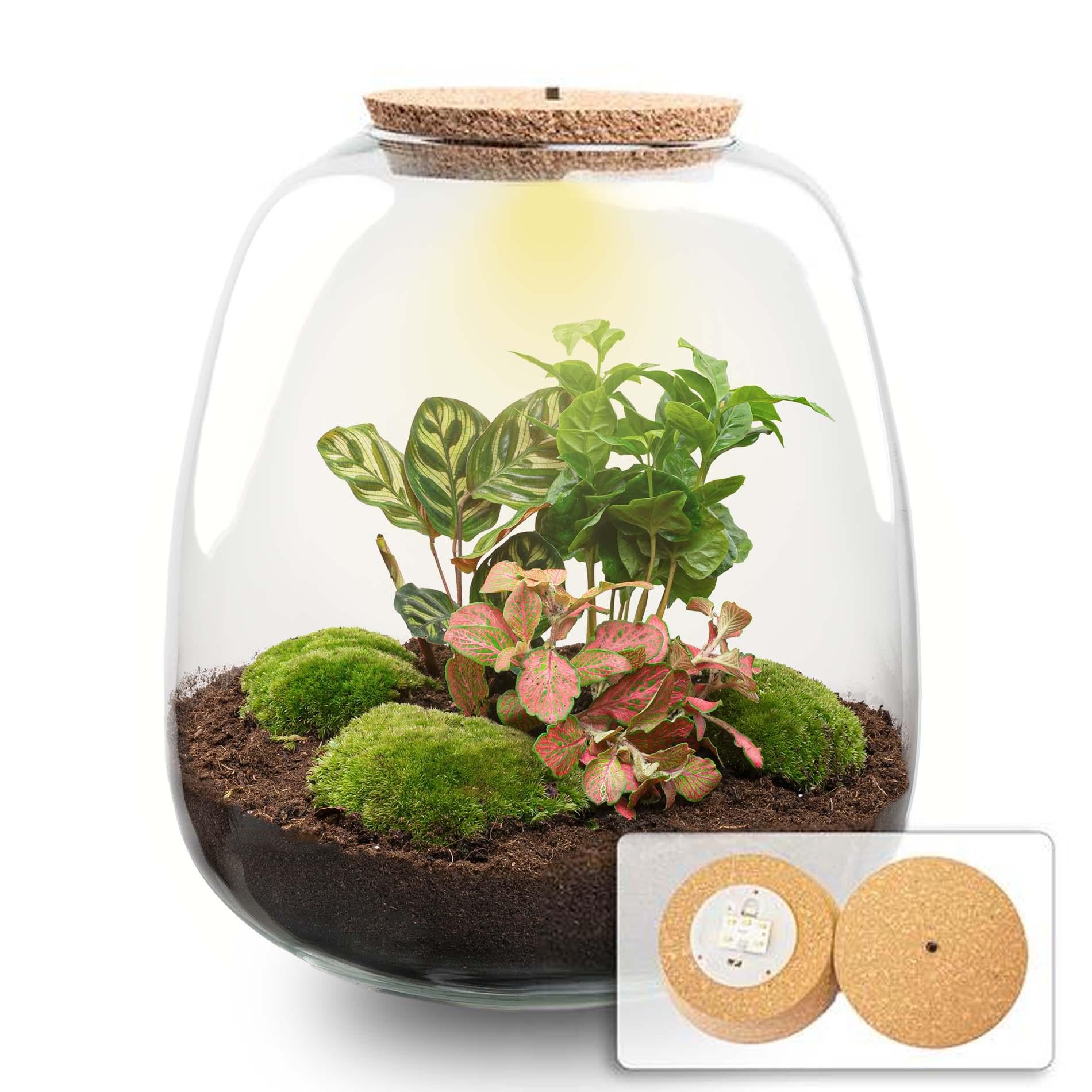 Pflanzenterrarium – Emma – DIY-Set – ↑ 25 cm – Ø 23 cm – Kaffeerot