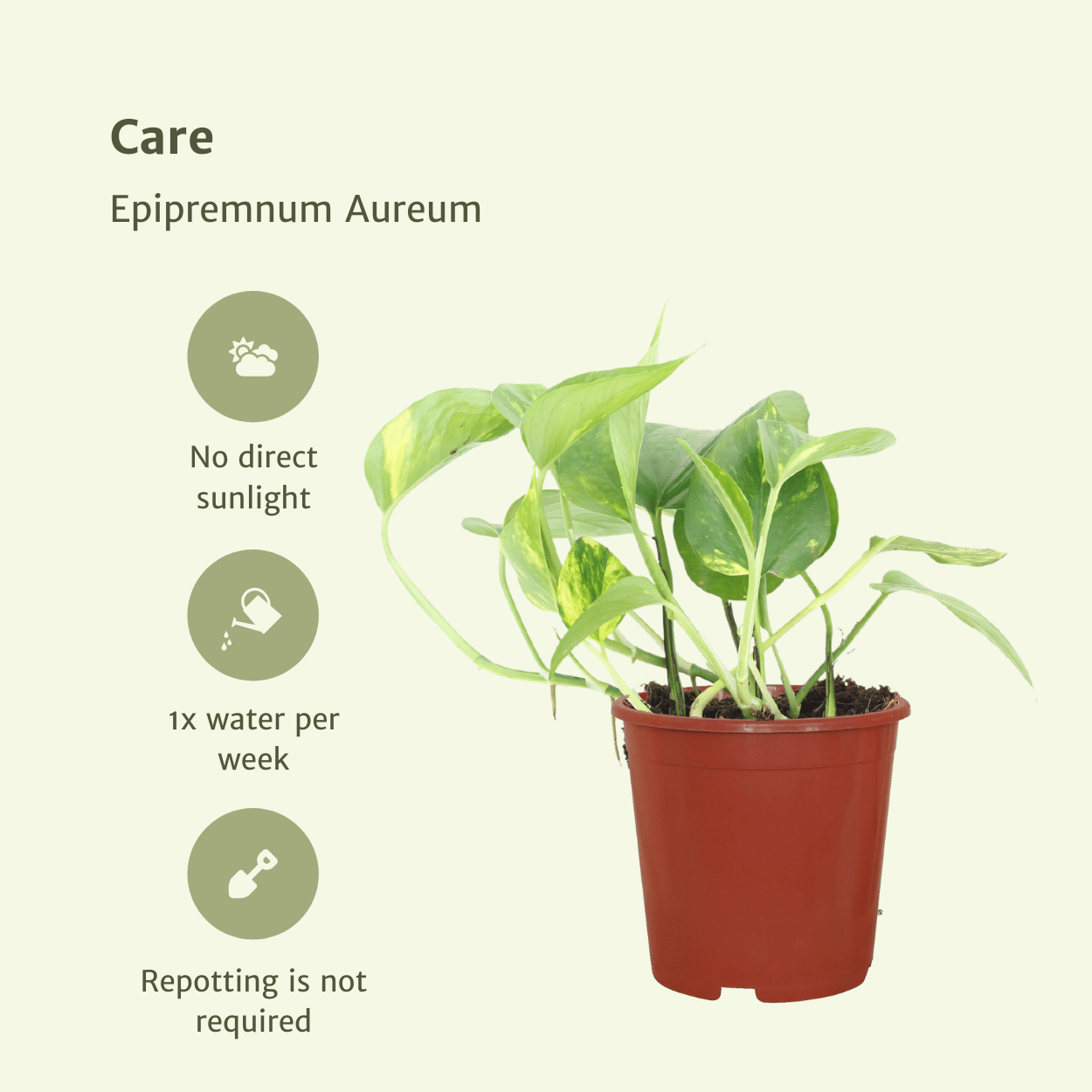 Epipremnum Aureum (Scindapsus) - 4 pezzi - Ø12cm - ↕20cm