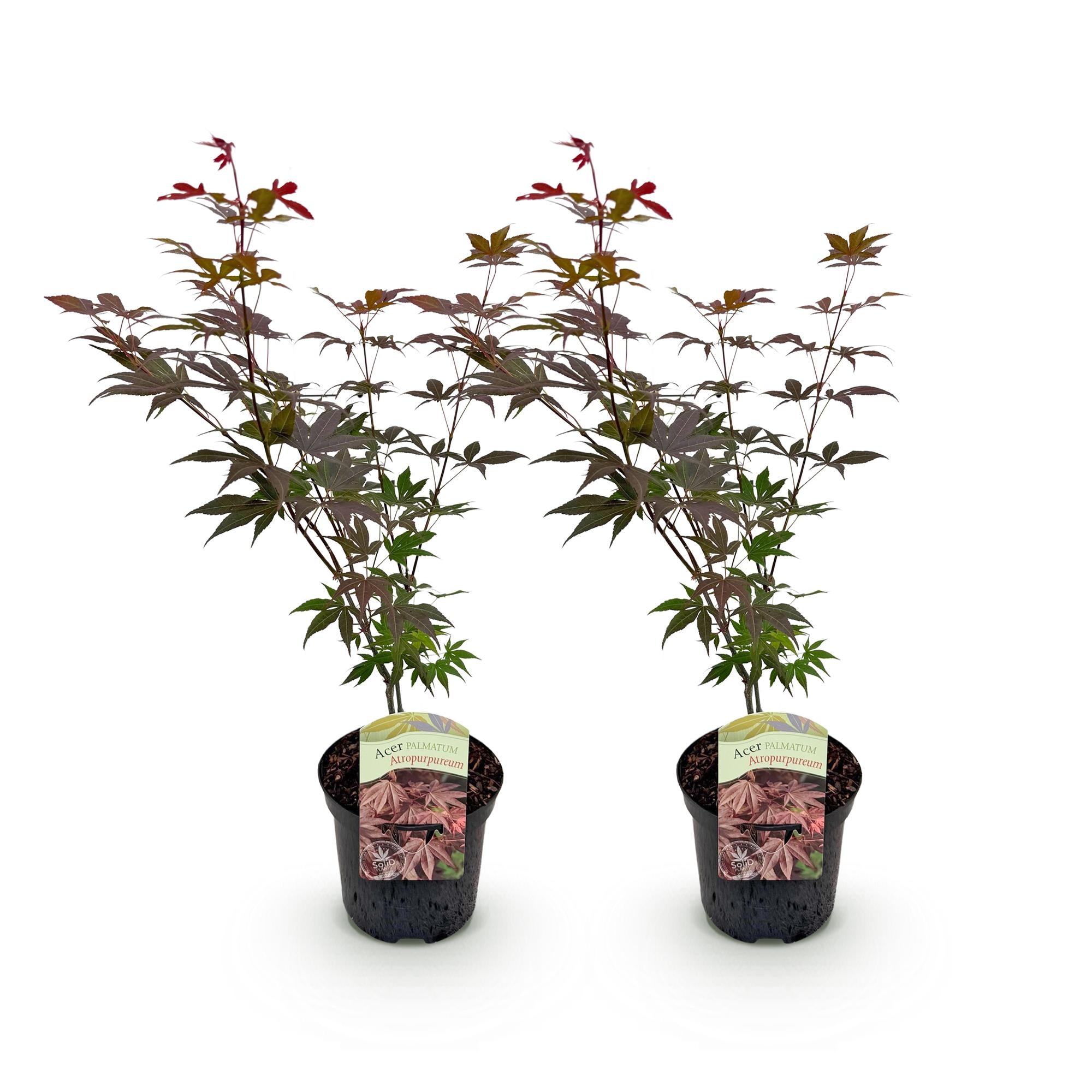 Green boutiQ - Pianta da patio - Acero giapponese - Acer palmatum Atropurpureum - Viola - 2 piante - Decidua - Vaso 19 cm Altezza 70 cm