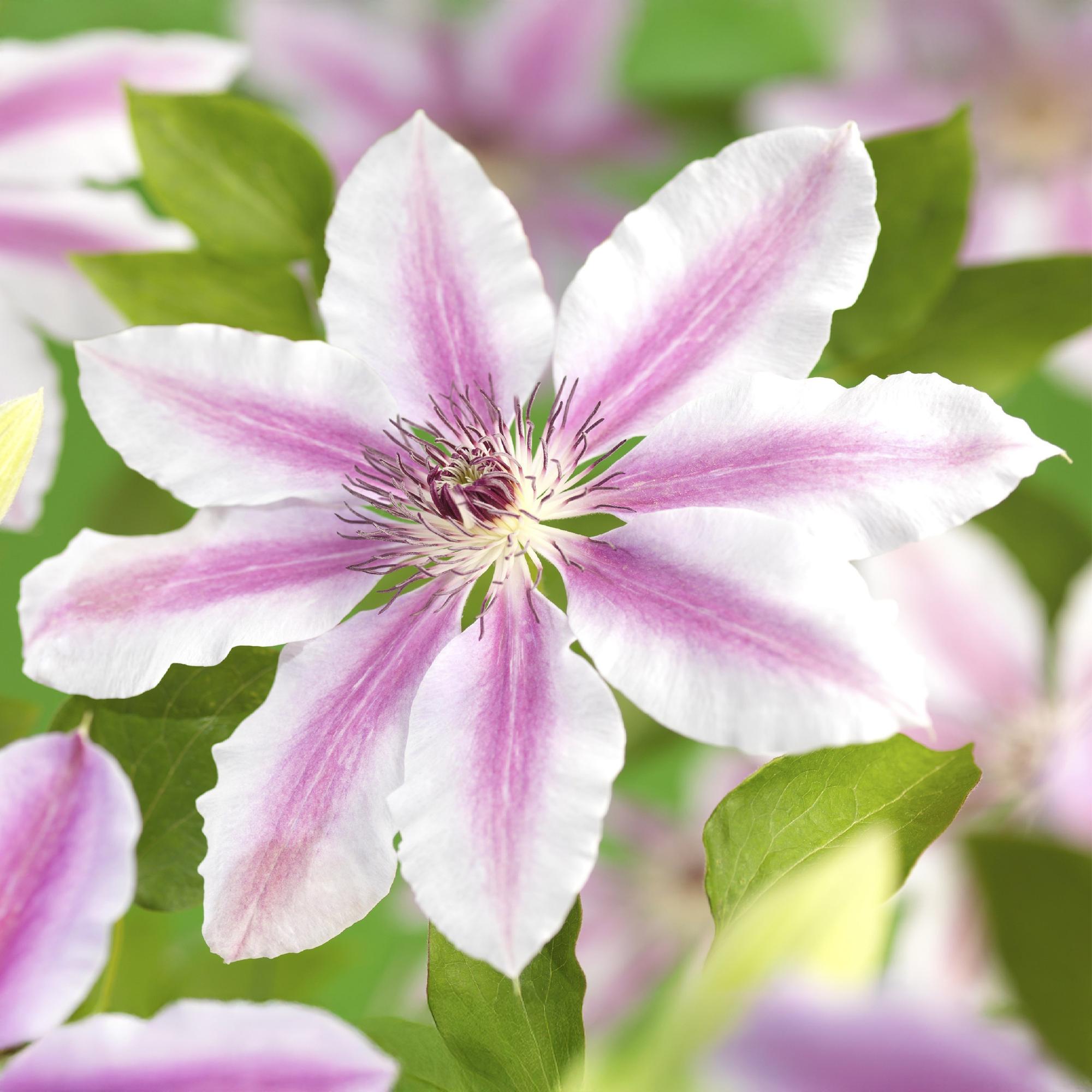 Green boutiQ – Kletterpflanze – Clematis 'Nelly Moser' – Rosa Blüte – Pflegeleicht – 2 Pflanzen – Topf 11 cm, Höhe 40 cm