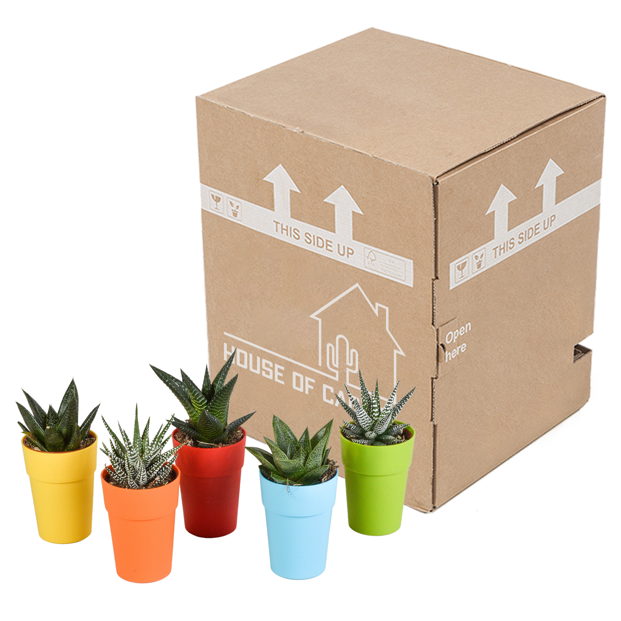 Gasteria/Haworthia mix 5,5cm - 5x - in gekleurde plasticpot