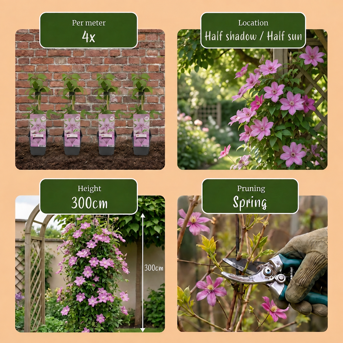 Clematis Hagley Hybrid - Bosrank 6x - Roze - Klimplant - Ø9cm - ↕35cm