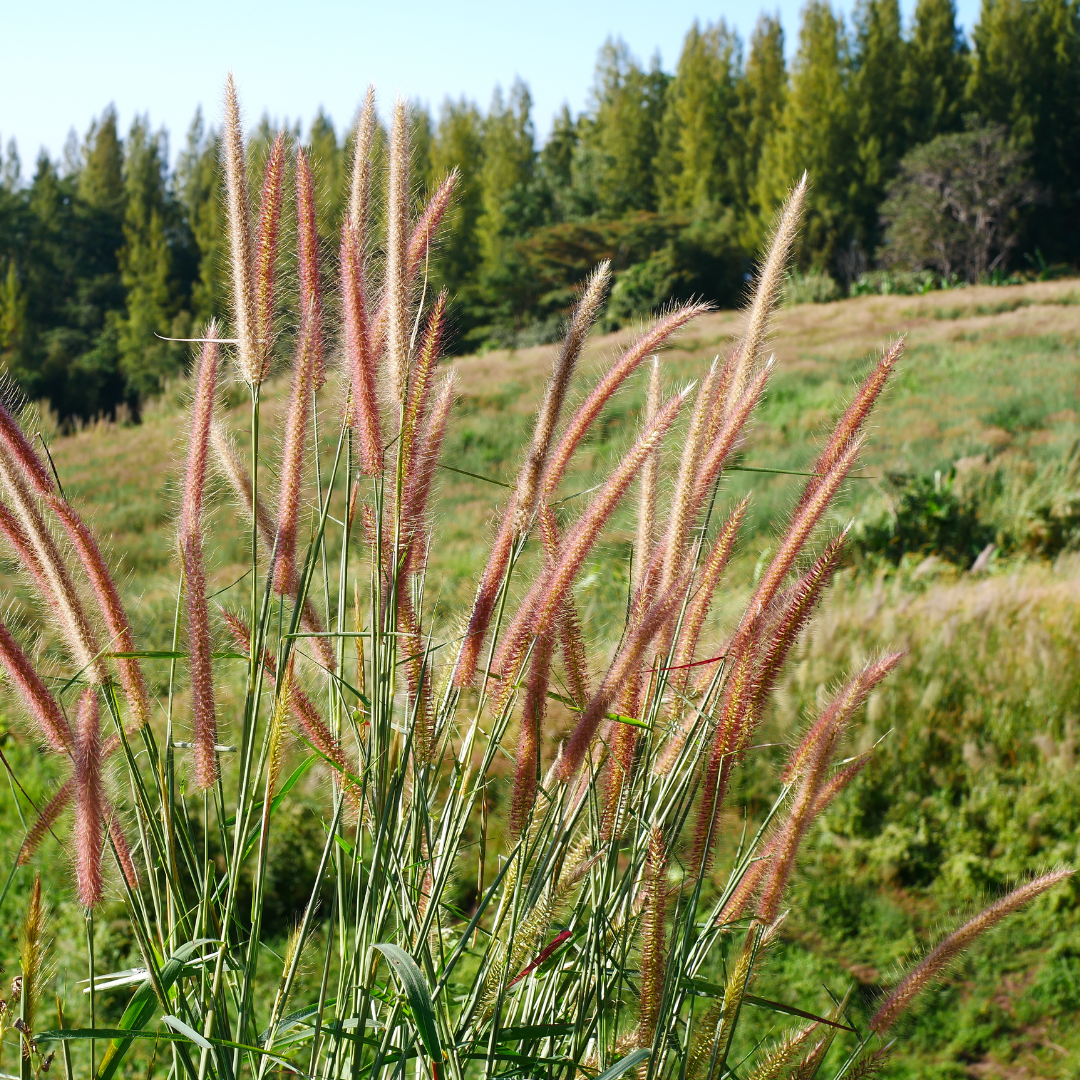 3x Miscanthus sinensis ‘Zebrinus’ – Opvallend zebragras met decoratief gestreept blad | Potmaat 12 cm