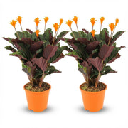 Calathea Crocata - 2x - Ø 14 cm - Hoogte: 40 - 45cm