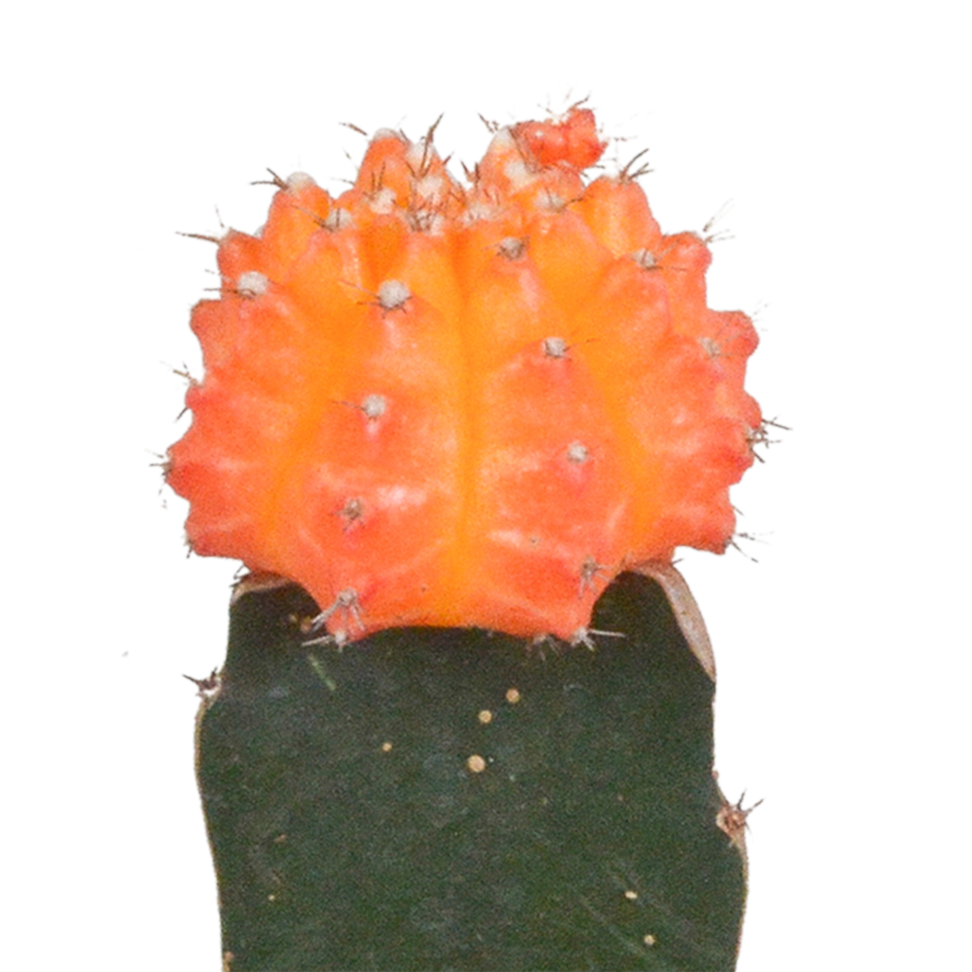 Euphorbia meloformis variegata - Gymnocalycium mix - 5,5 cm - 3x