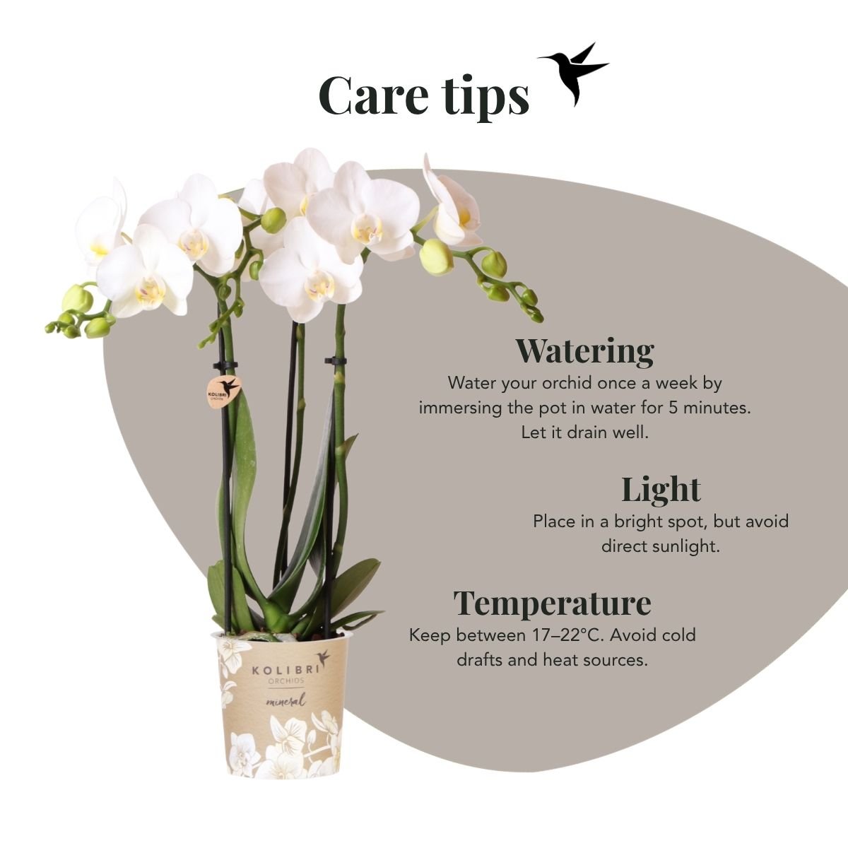 Kolibri Orchids | Gift Set Allure Shiny Goud - Witte Phalaenopsis Orchidee Mineral Amabilis & Succulenten
