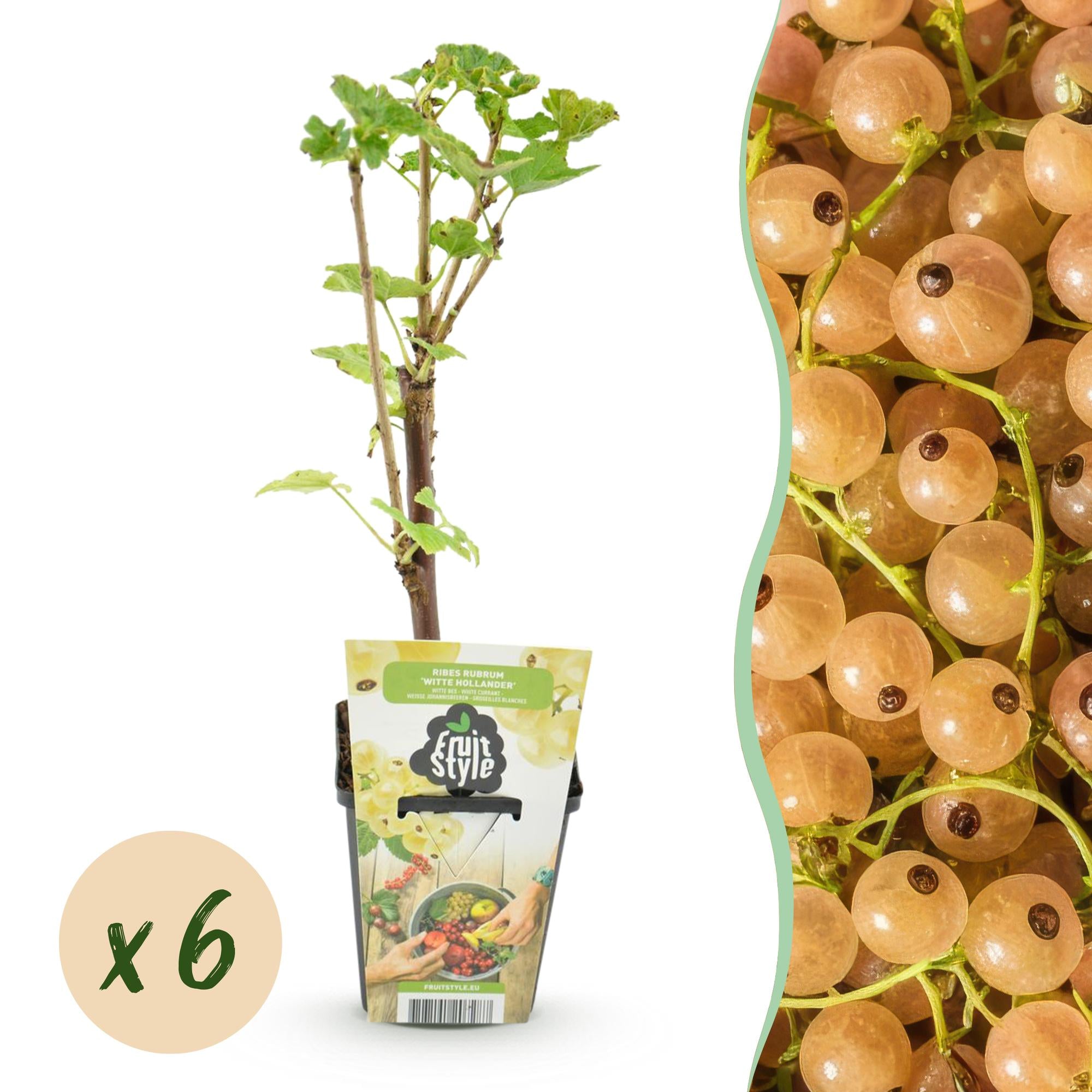 Witte Bes - Ribes rubrum Witte Hollander - Winterhard - 6 Planten - Pot 9 cm - Witte Bes