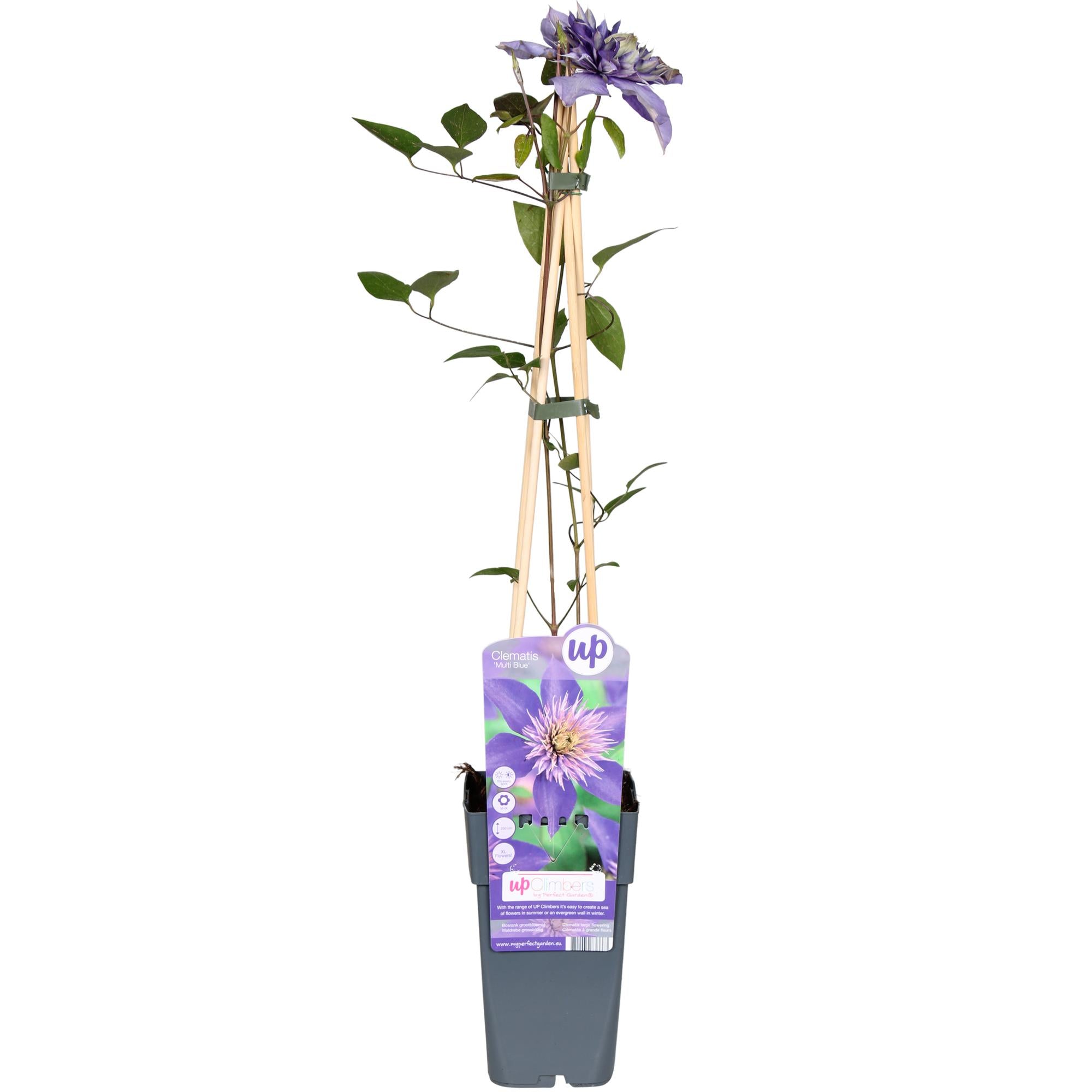 Clématite multicolore bleue - Clématite bleue - Ø15cm - ↕65cm