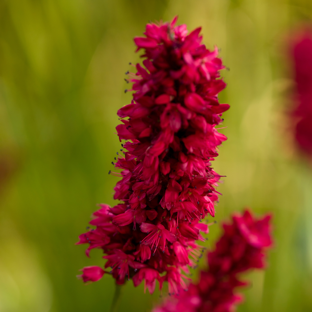 12x Persicaria a. 'Blackfield' - ↕10-25cm - Ø9cm
