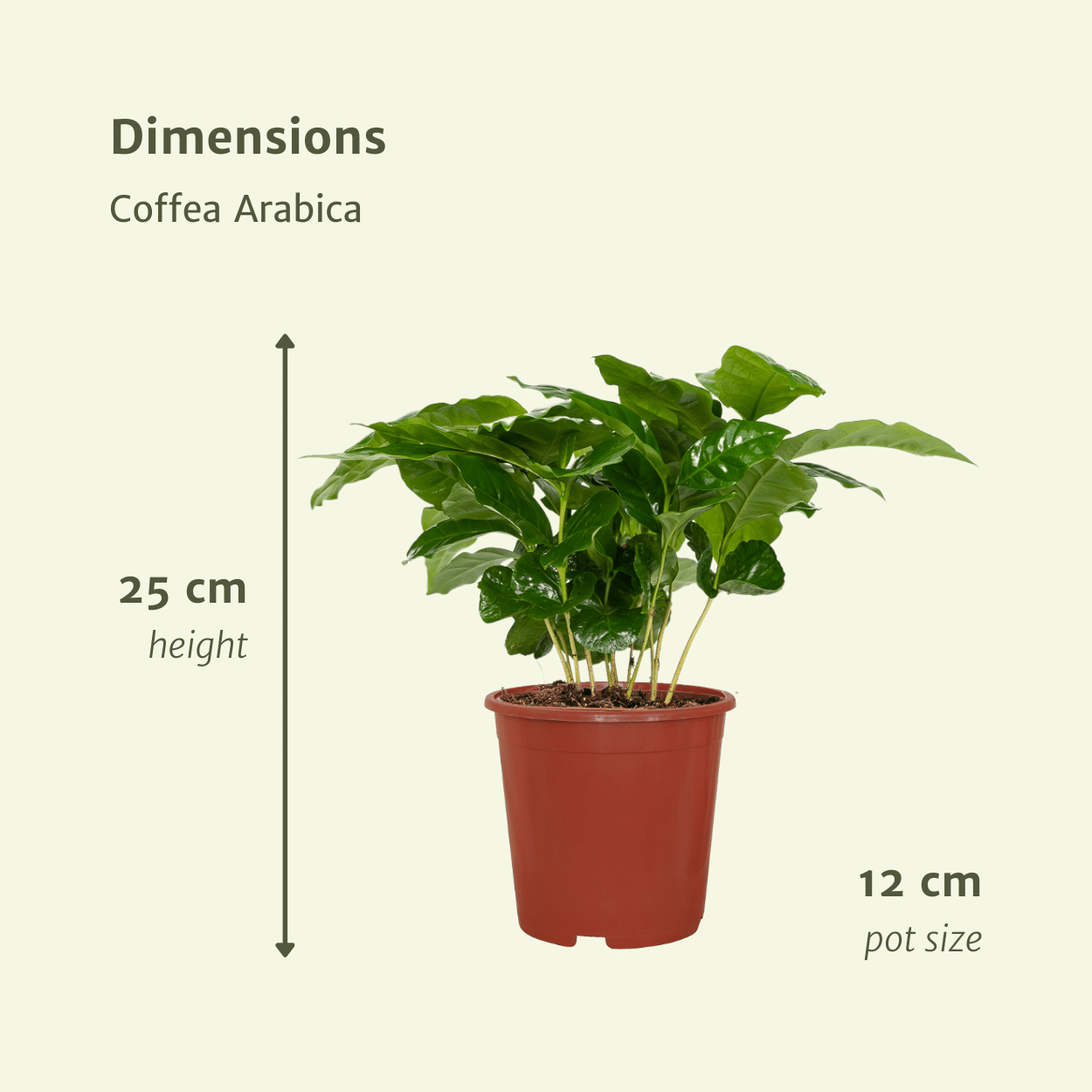 Coffea Arabica (Pianta del caffè) - 2 pezzi - Ø12cm - ↕25cm