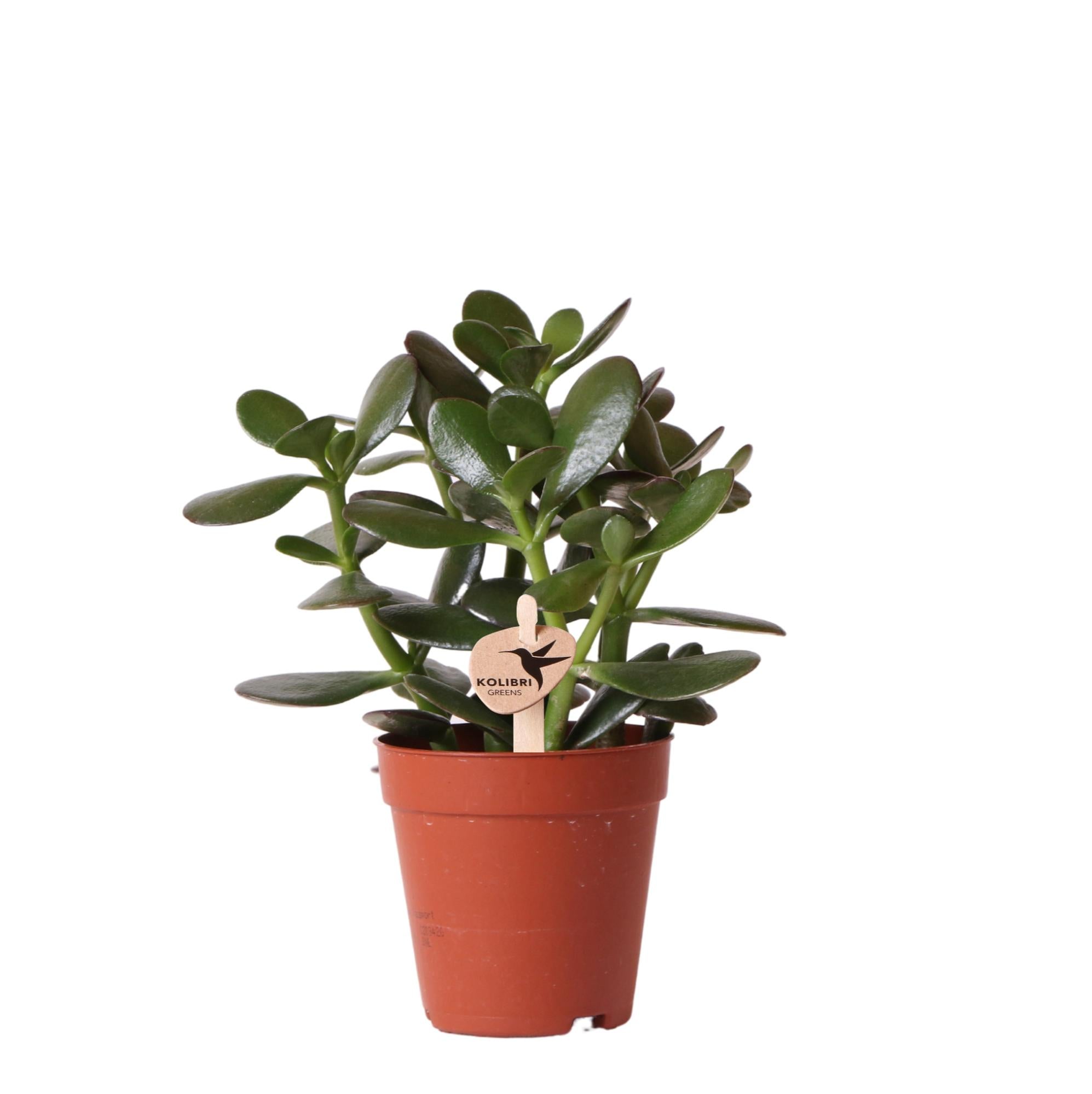 Kolibri Greens | Grüne Pflanze – Sukkulente Crassula ovata, Topfgröße Ø 9 cm | Grüne Zimmerpflanze – frisch vom Züchter – Ø 9 cm