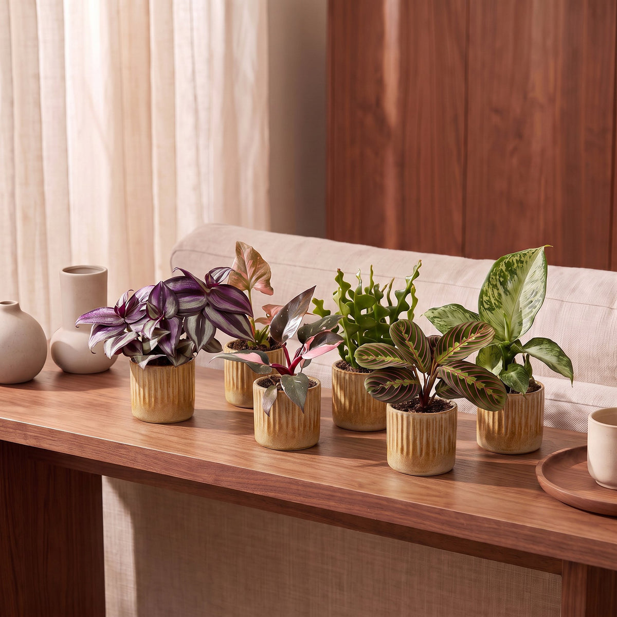 Baby Plants Surprise Box 6x - Verrassingsbox kleine planten - Diversen - Tropisch - incl. Linnea Honey - Ø6cm - ↕5-15cm