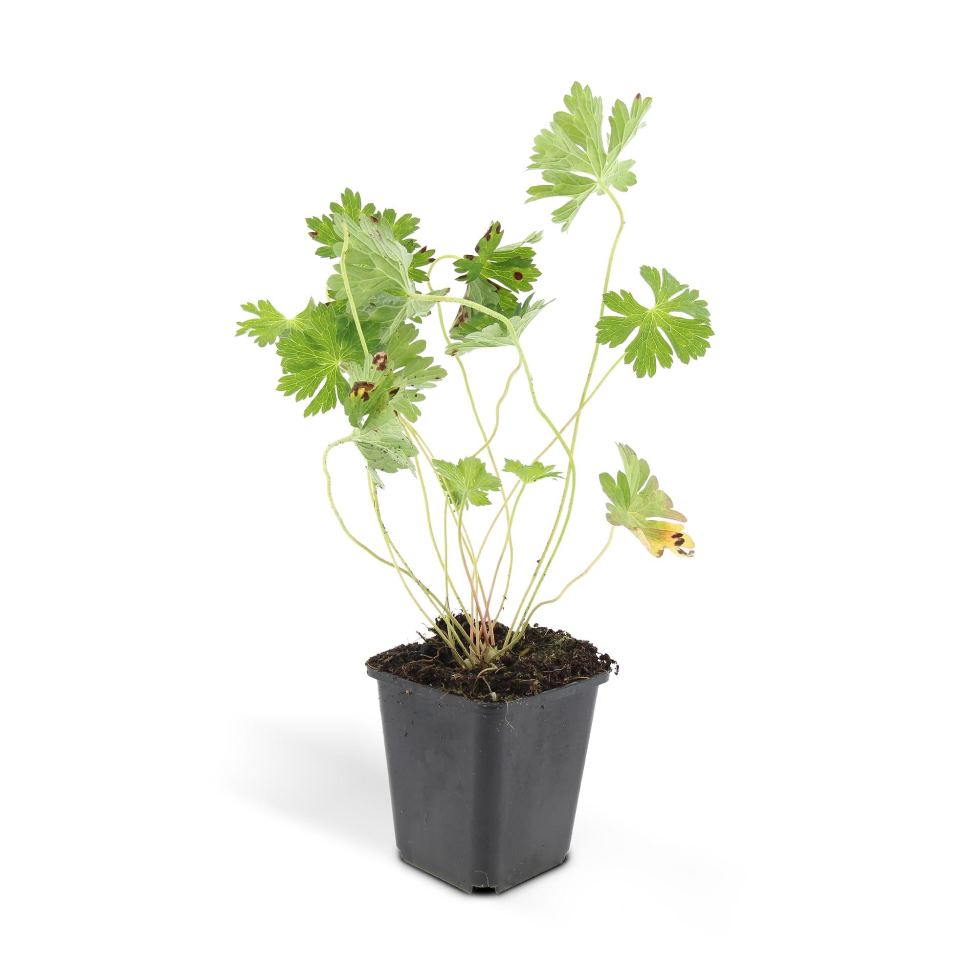 6x Geranio Rozanne - ↕10-25 cm - Ø9 cm