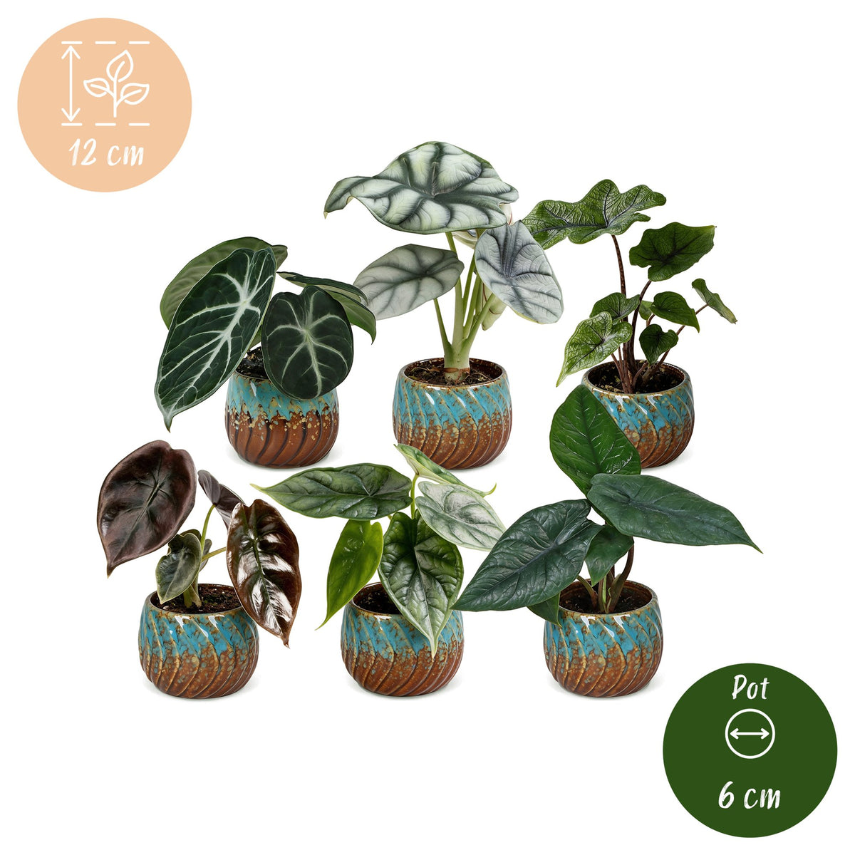 Baby Alocasia Familie 6x- Rood - Groen - Zwart - Zilver - Grijs - Tropisch - incl. Copper Reef - Ø6cm - ↕12cm