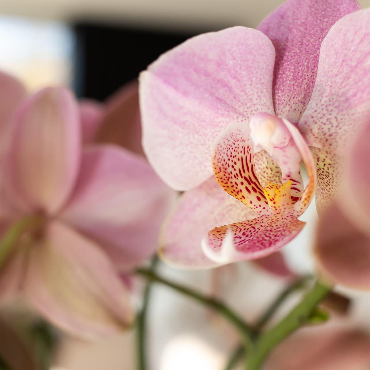Kolibri Orchids | Orchidea Phalaenopsis rosa antico - Jewel Treviso - Dimensioni vaso Ø12cm | Pianta da appartamento fiorita - Fresca dal coltivatore