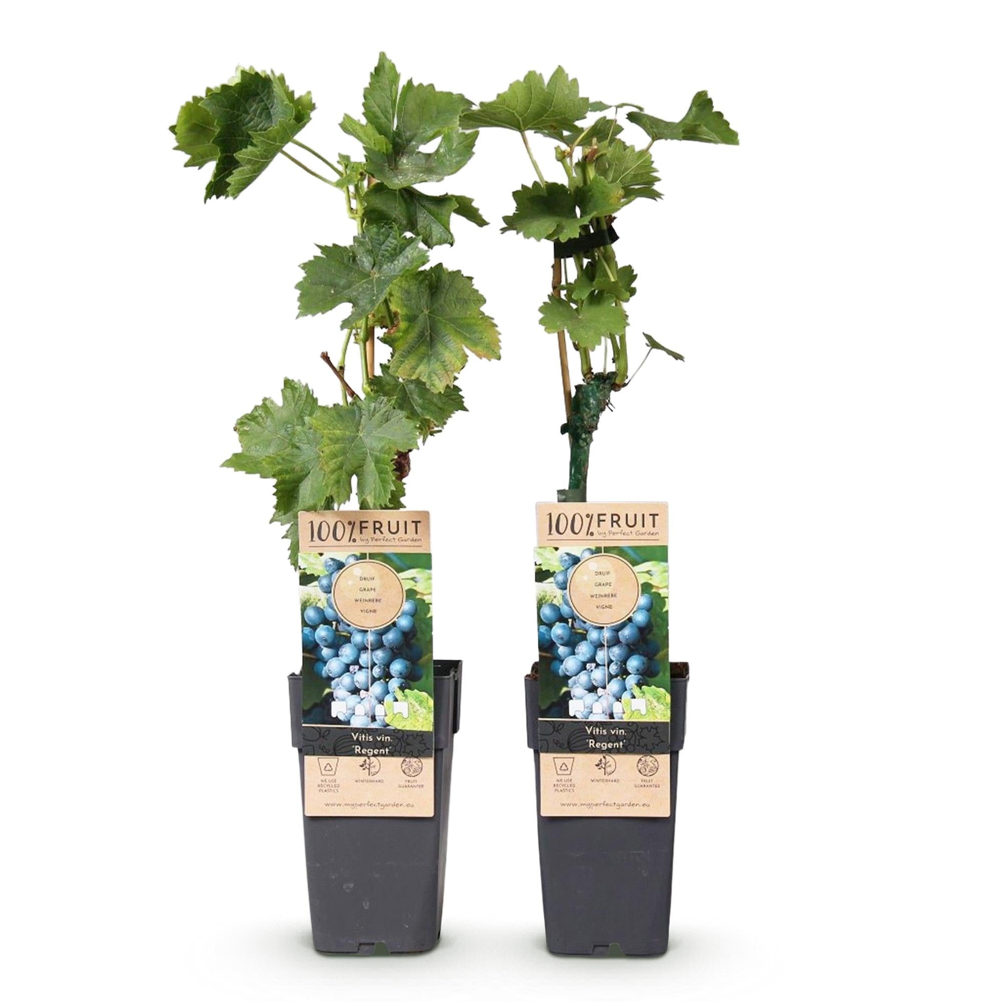 Blauwe Druif - Vitis vinifera Regent - 2 planten - Pot 15cm Hoogte 50cm