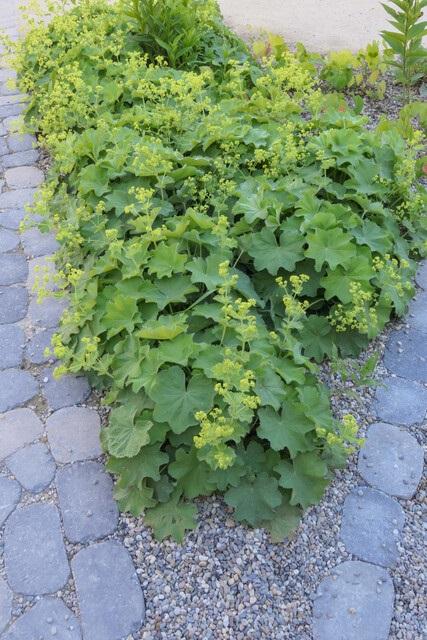 24x Alchemilla mollis - ↕10-25cm - Ø9cm