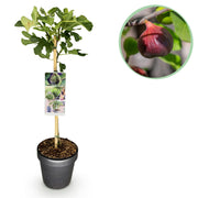 Green boutiQ - Pianta su stelo - Ficus carica Brown Turkey - Pianta da terrazza - Decidua - Resistente all'inverno - Frutto verde - Vaso 19 cm Altezza 90 cm