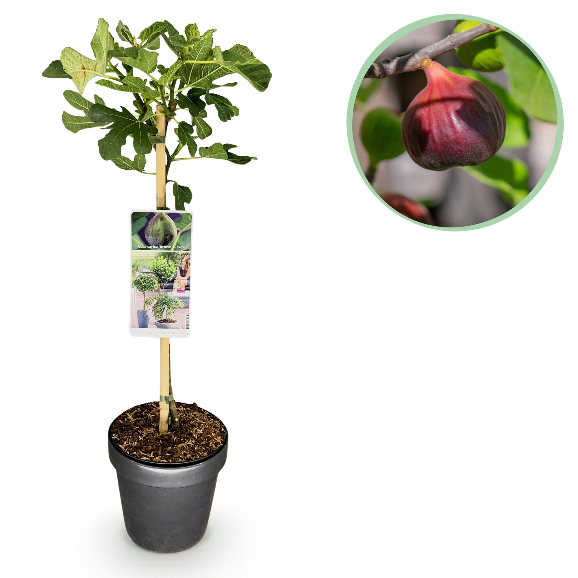 Green boutiQ - Pianta su stelo - Ficus carica Brown Turkey - Pianta da terrazza - Decidua - Resistente all'inverno - Frutto verde - Vaso 19 cm Altezza 90 cm