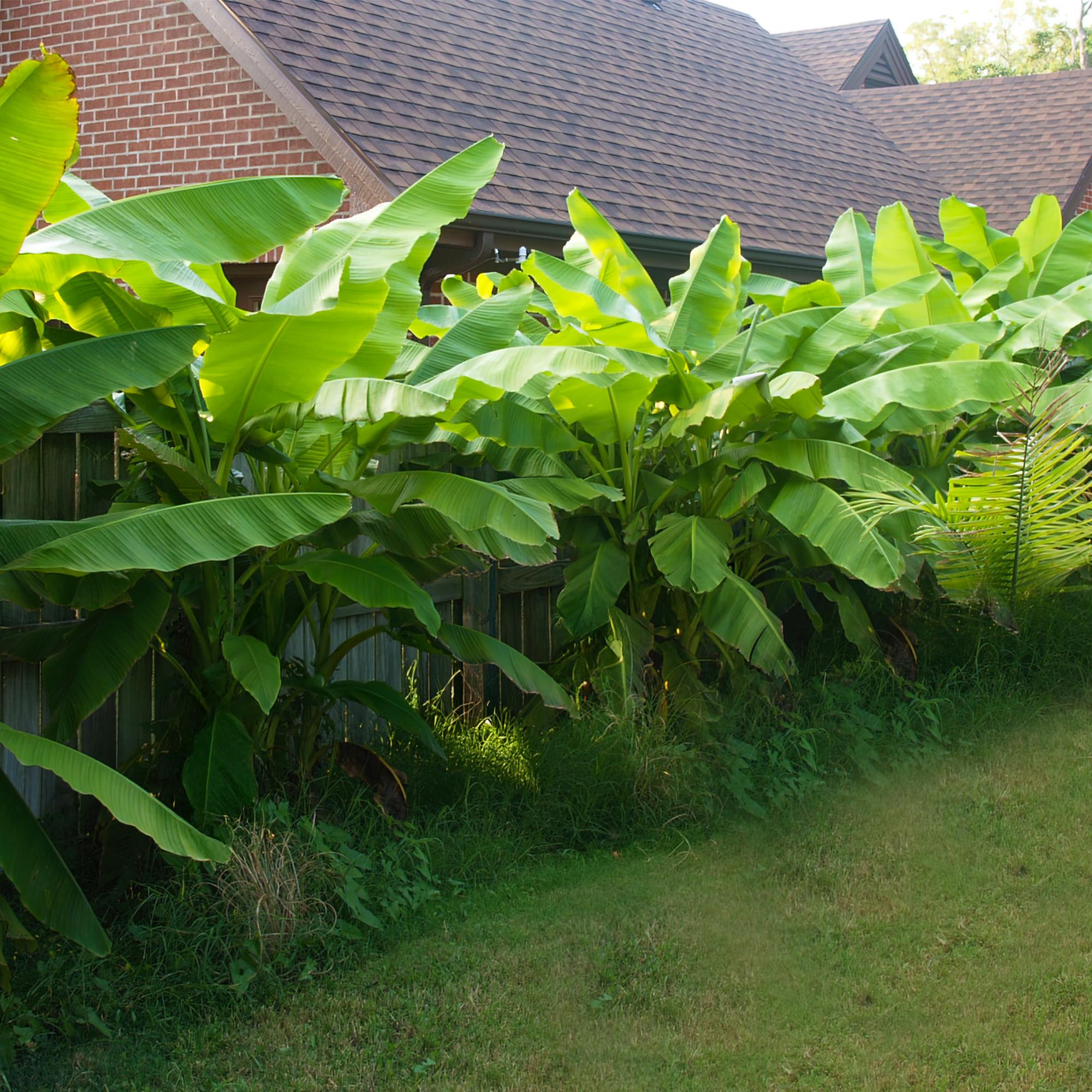 Bananen plant - Musa Basjoo - Winterhard - 2 planten - Pot 12cm Hoogte 30cm