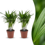 Areca Lutescens - Goudpalm - 2x - Pot 12cm - Hoogte - 45cm