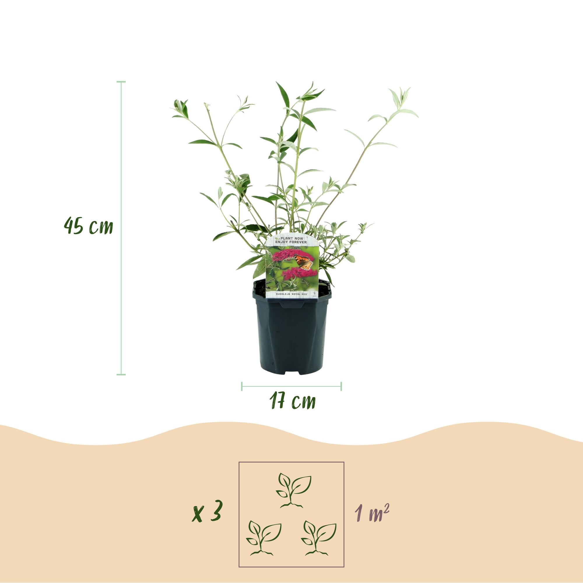 Buddleja davidii Royal Red - Vlinderstruik - Winterhard - Rood - 3 Planten - Pot 17cm - Hoogte 45cm