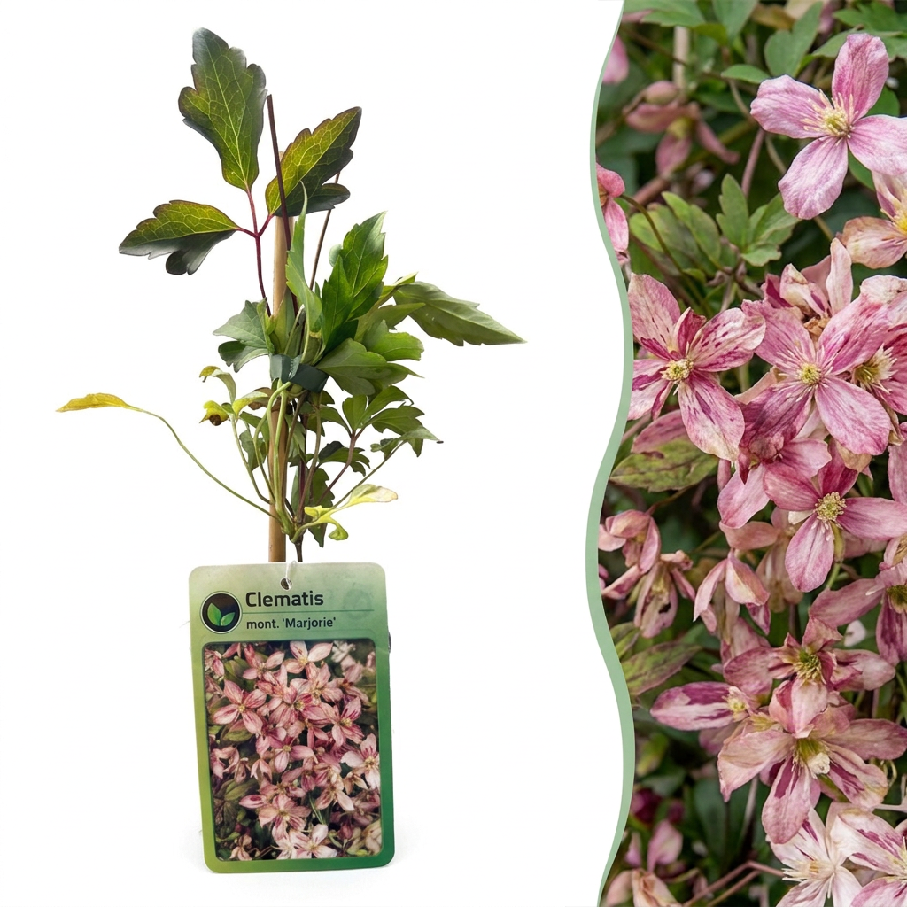 Clematis mont. 'Marjorie' - Bergclematis 6x - Roze - Klimplant - Ø9cm - ↕35cm