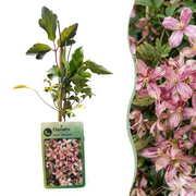 Clematis mont. 'Marjorie' - Bergclematis 6x - Roze - Klimplant - Ø9cm - ↕35cm