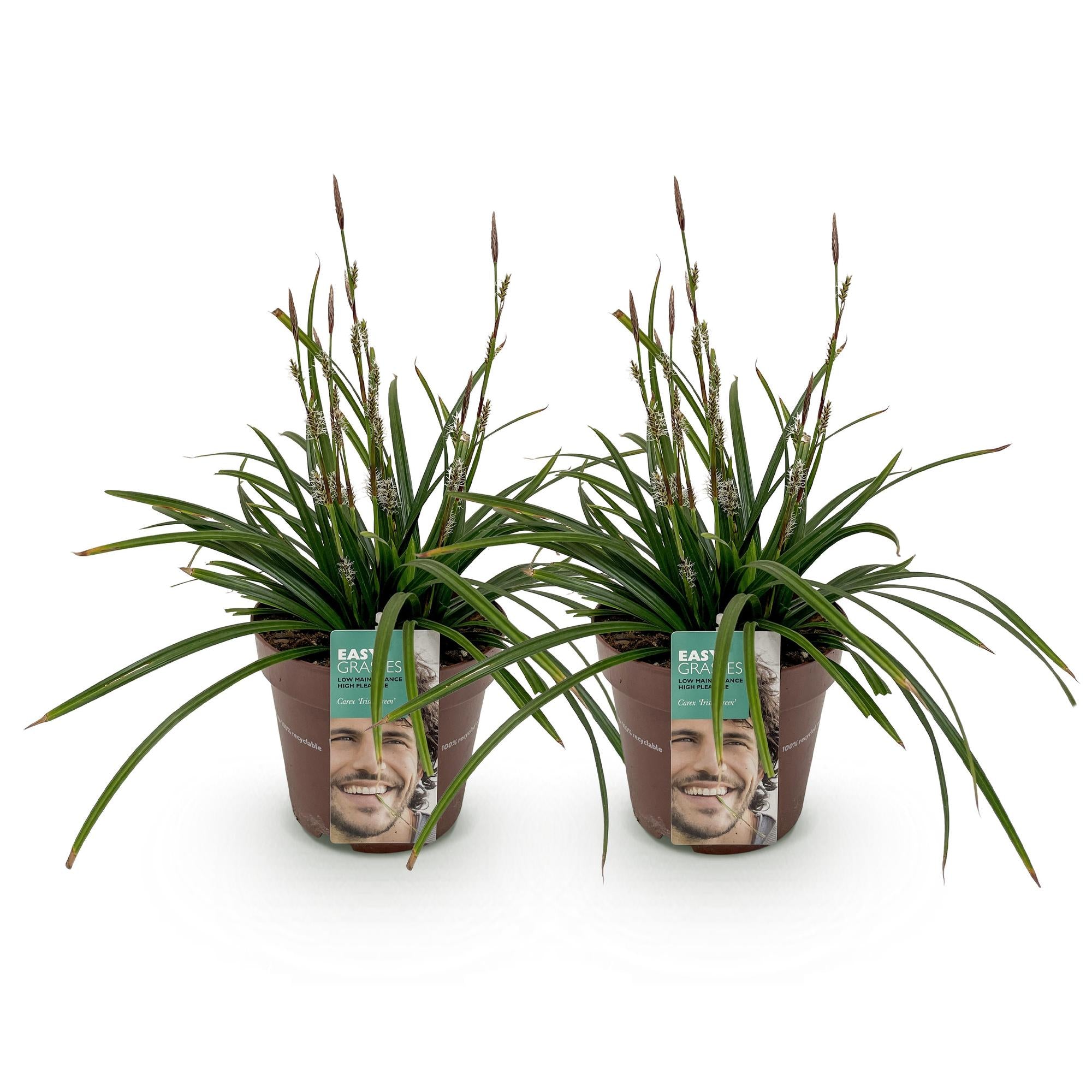 Carex morrowii Irish Green - Groen & Geel - 2 Planten - Bladhoudend - Weinig Onderhoud - Pot 17cm Hoogte 50cm