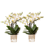 Kolibri Orchids | Combi Deal - 2 Witte Phalaenopsis Orchideeën Blossom Lausanne - Ø12 cm