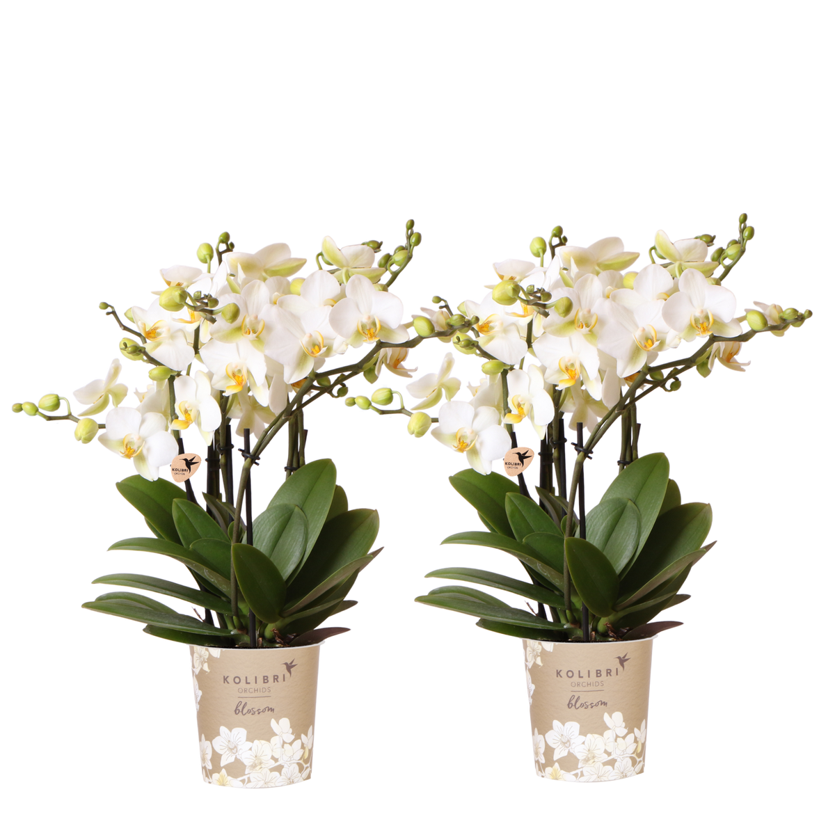 Kolibri Orchids | Combi Deal - 2 Witte Phalaenopsis Orchideeën Blossom Lausanne - Ø12 cm