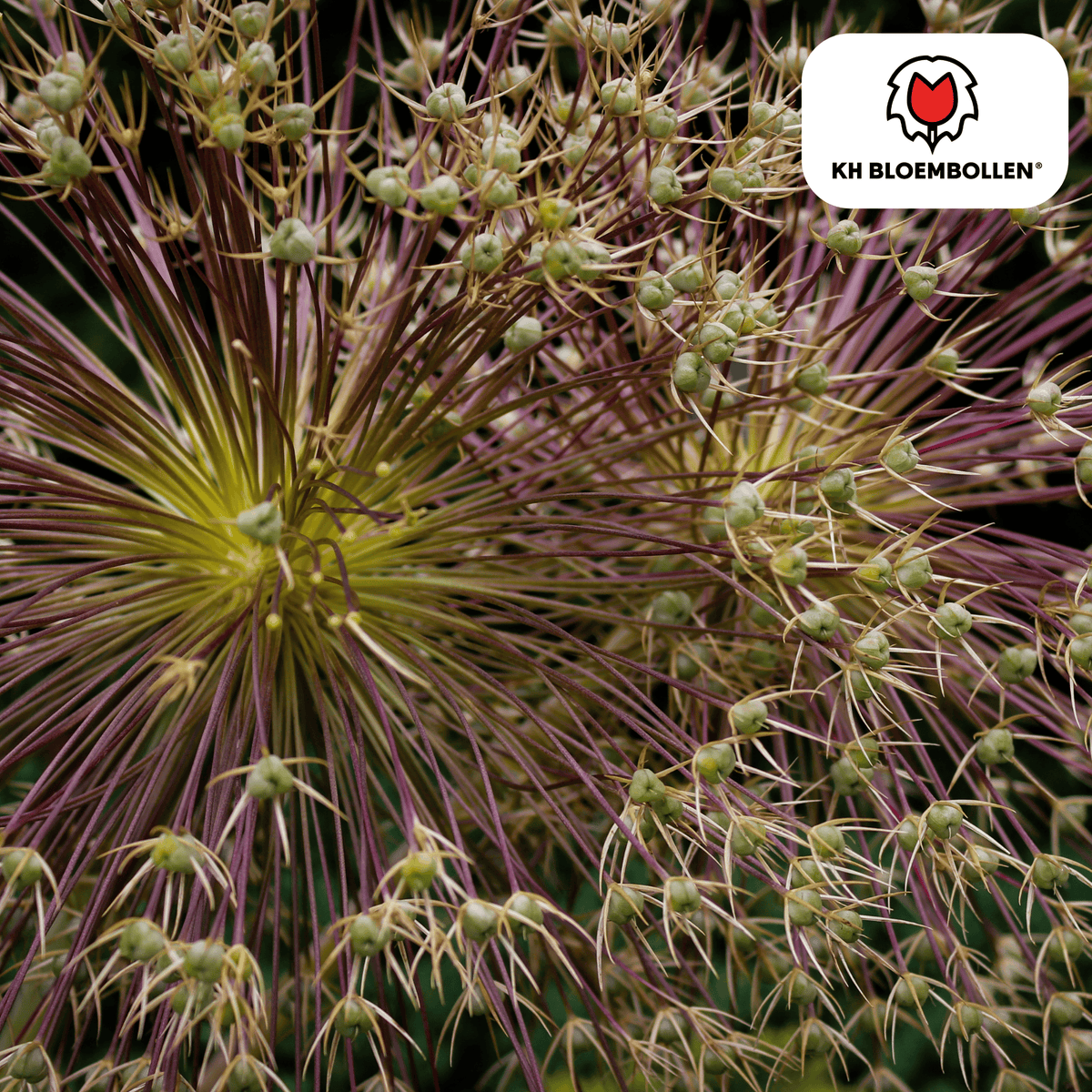 allium schubertii 5 pezzi