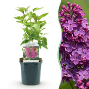 Syringa vulgaris Ludwig Spath - Gewone Sering - Winterhard - Paars - 1 Plant - Pot 17cm - Hoogte 45cm
