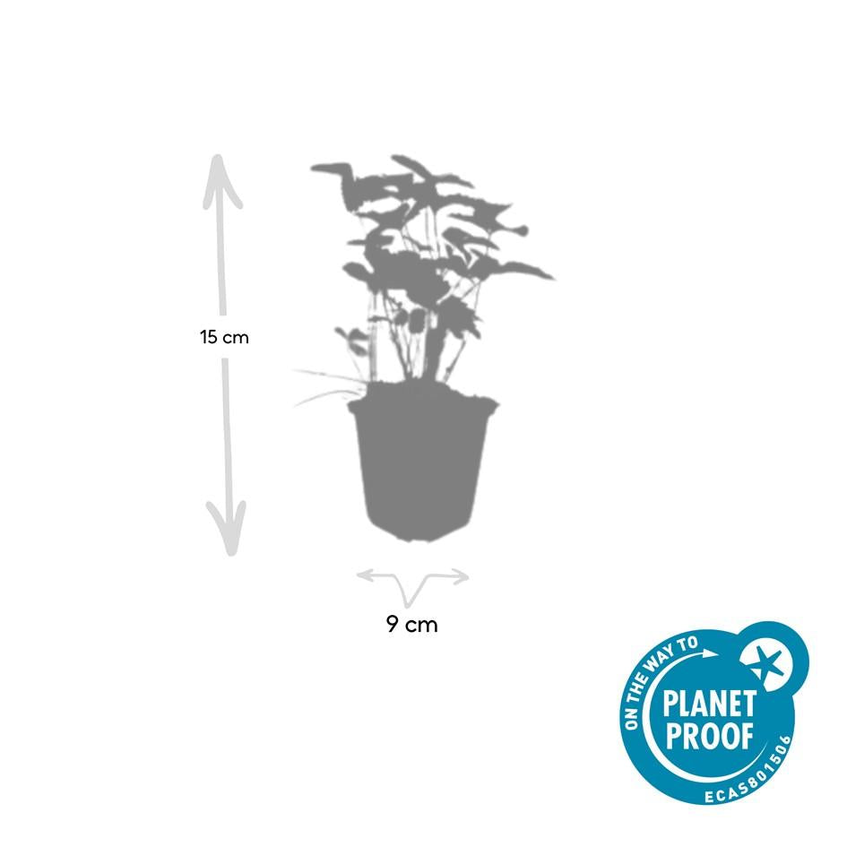 48x Fragaria vesca - ↕10-25cm - Ø9cm