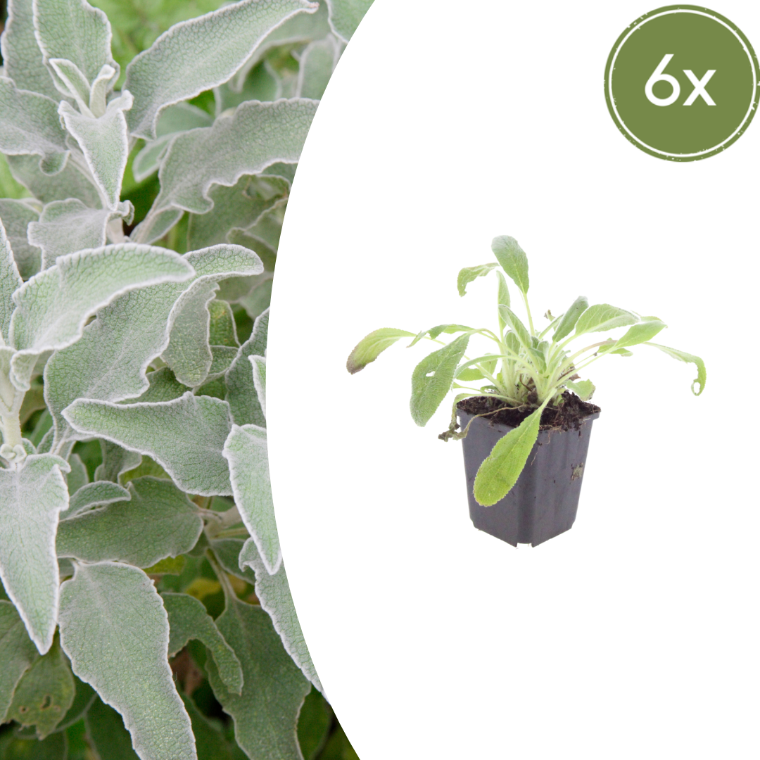 6x Stachys byzantina - ↕10-25cm - Ø9cm