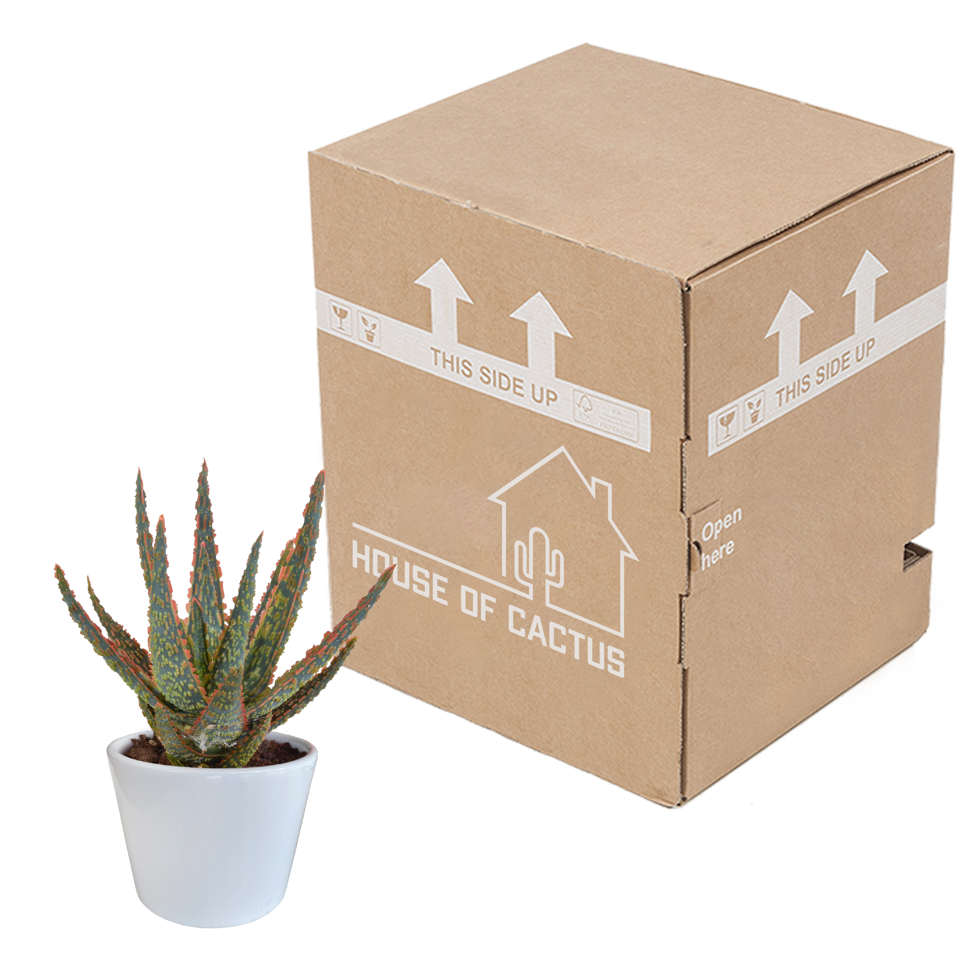 Aloë zebrina Dannyz 10,5cm - in witte pot
