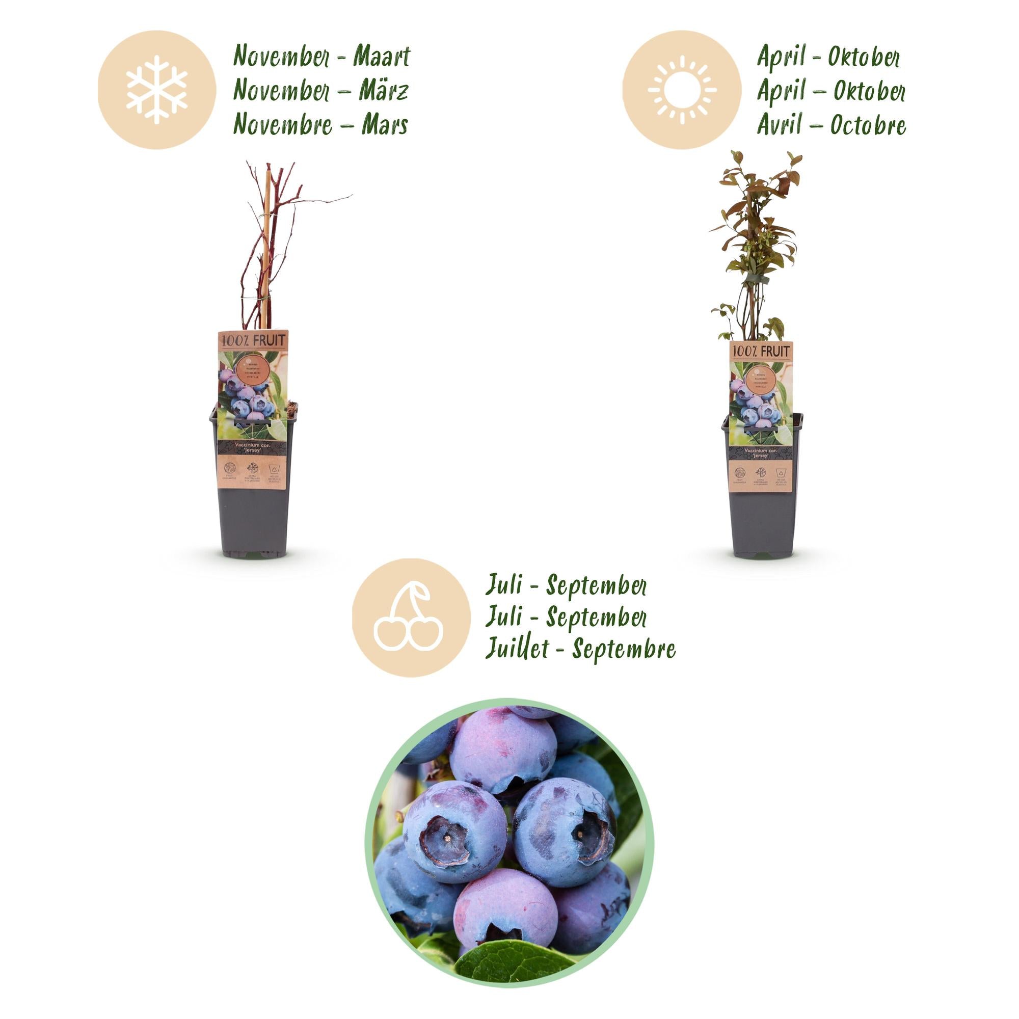 Vaccinium corymbosum Jersey - Bosbes - Winterhard - Blauwe Bes - 2 Planten - Pot 15cm - Hoogte 50cm