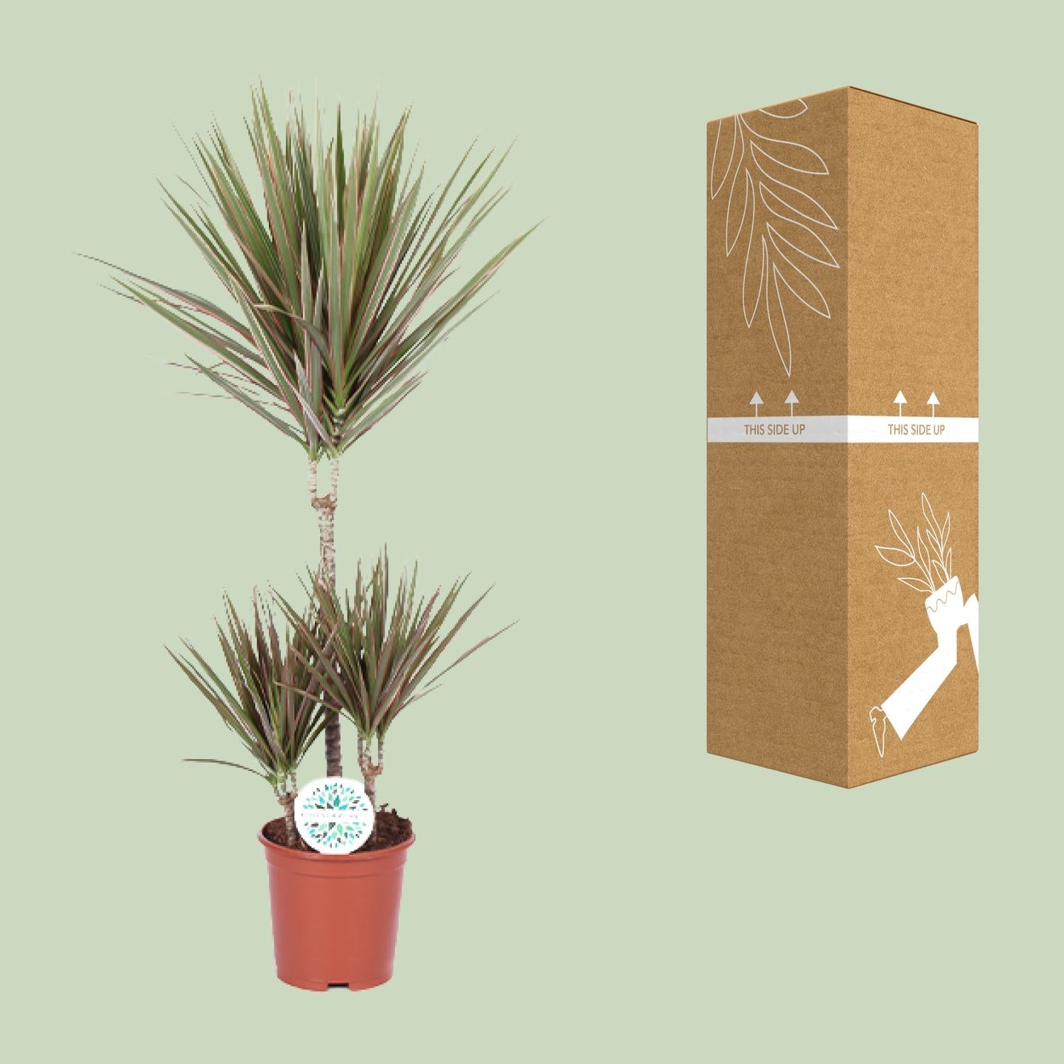 Zweifarbige Dracaena - Ø 21 cm - ↕ 95 cm