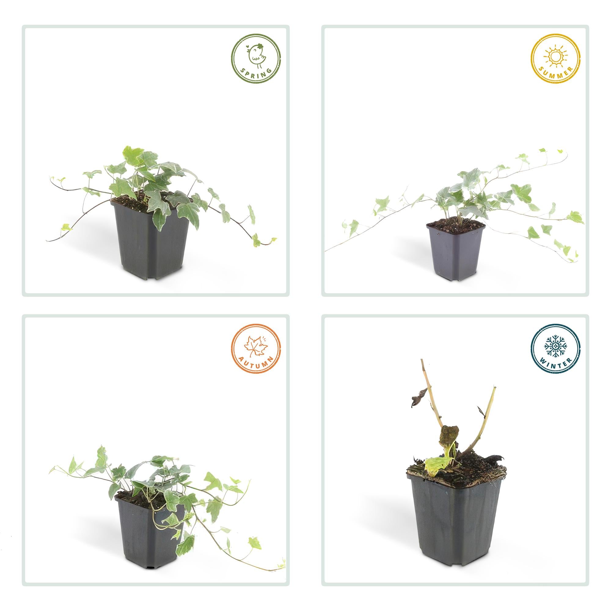 48x Hedera helix 'Glacier' - ↕10-25cm - Ø9cm