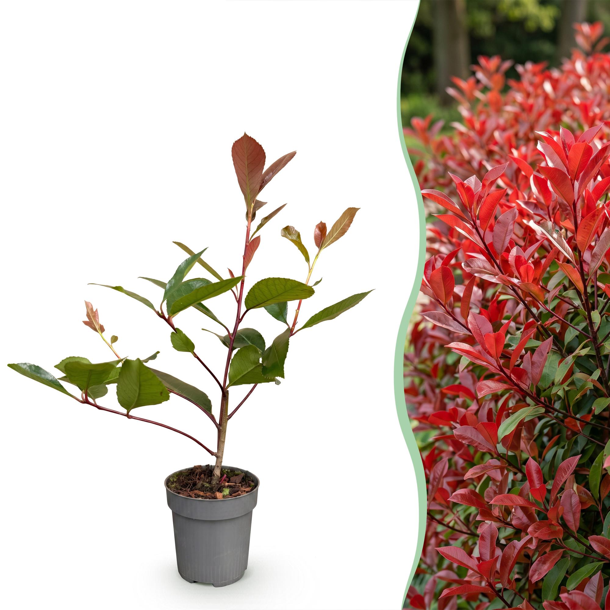 Photinia fraseri Red Robin - Glansmispel - 24x - Haagplanten - Groenblijvend - Rood - Pot 9cm - Hoogte 25-35cm