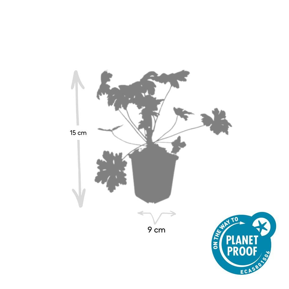 12x Géranium macr. «Le Var d'Ingwersen.» - ↕10-25cm - Ø9cm