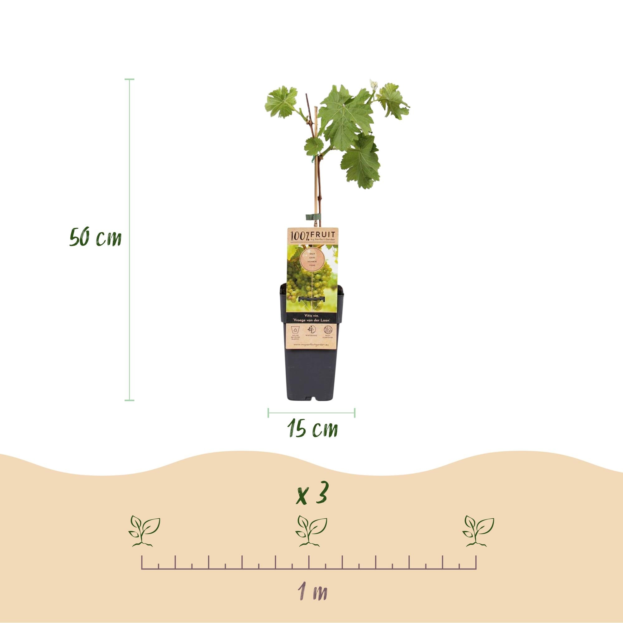 Green boutiQ - Pianta da frutto - Uva bianca - Vitis vinifera Vroege van der Laan - 2 piante - Vaso 15 cm Altezza 50 cm
