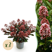 Skimmia japonica Rubella - Boem Rood - 15+ Bloemen - 3 Planten - Winterhard - Pot 15cm Hoogte 30cm