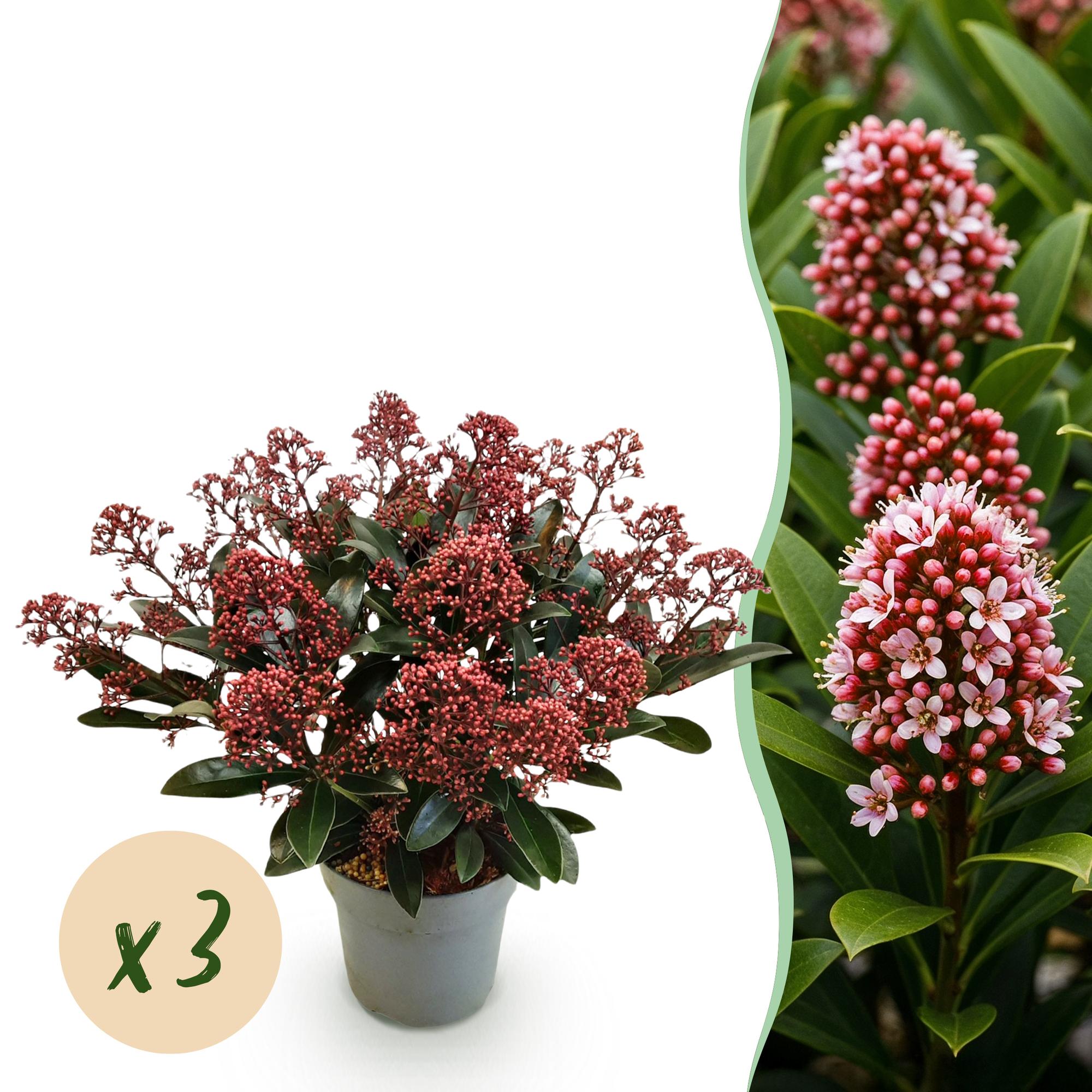 Skimmia japonica Rubella - Boem Rood - 15+ Bloemen - 3 Planten - Winterhard - Pot 15cm Hoogte 30cm