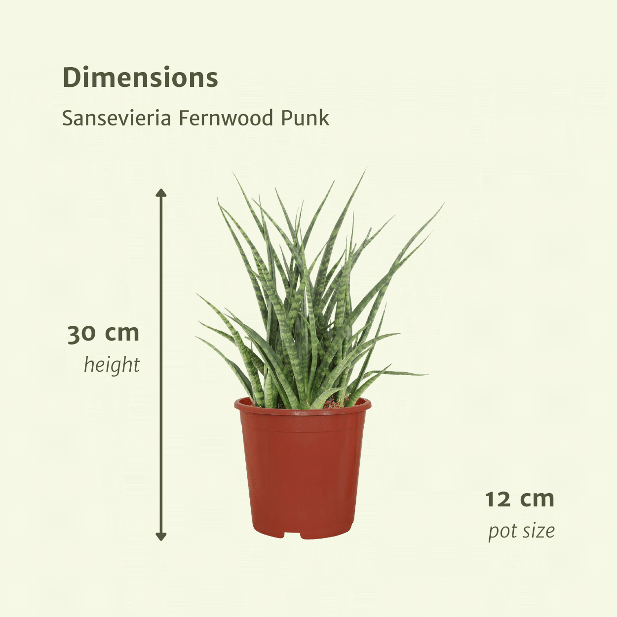 Sansevieria Fernwood Punk (Lengua de suegra) - 2 unidades - Ø12 cm - ↕30 cm
