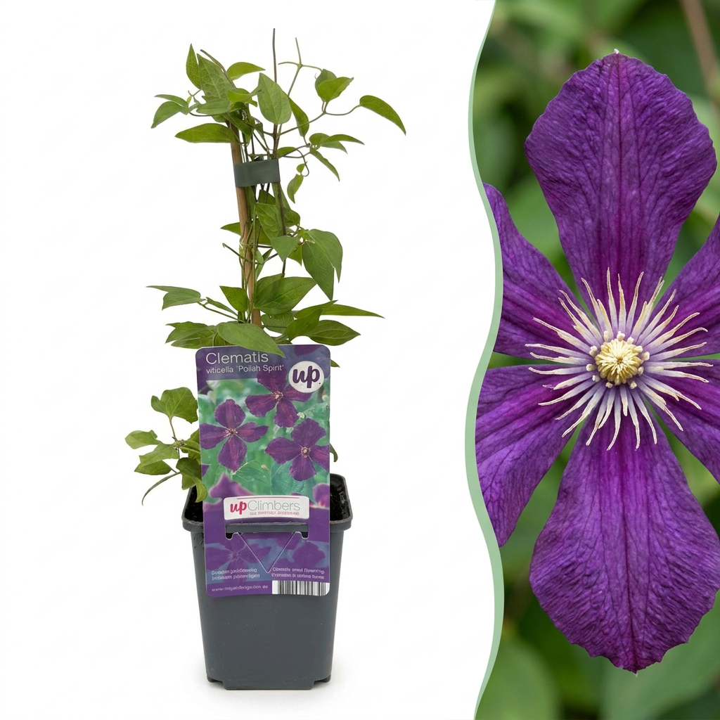 Clematis Viticella Polish Spirit - Bosrank 4x - Paars - Klimplant - Ø9cm - ↕35cm