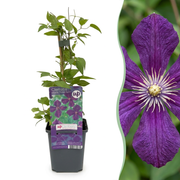 Clematis Viticella Polish Spirit - Bosrank 4x - Paars - Klimplant - Ø9cm - ↕35cm