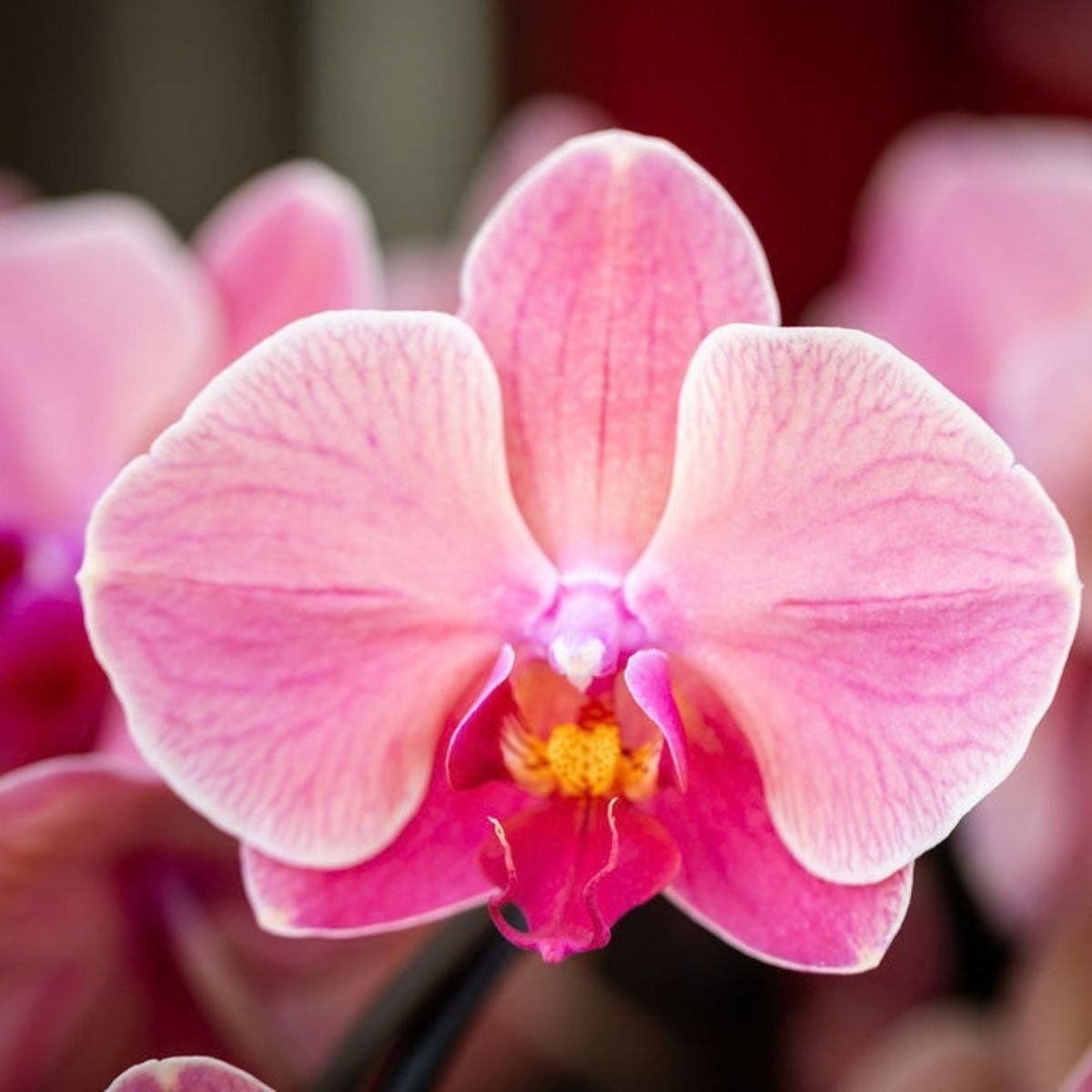 Kolibri Orchids | Combi Deal - 4 Zalmroze Phalaenopsis Orchideeën Niagara Fall Narbonne - Ø12 cm